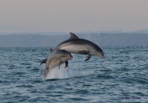 dolphins-2